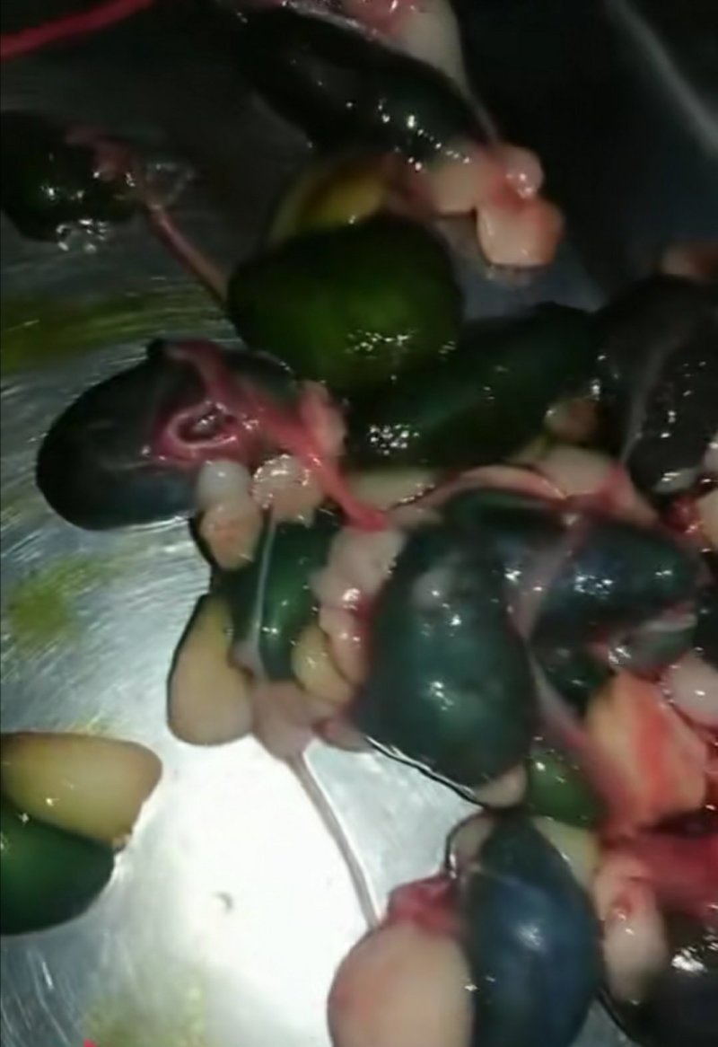 养殖场直销鲜蛇胆眼镜蛇胆