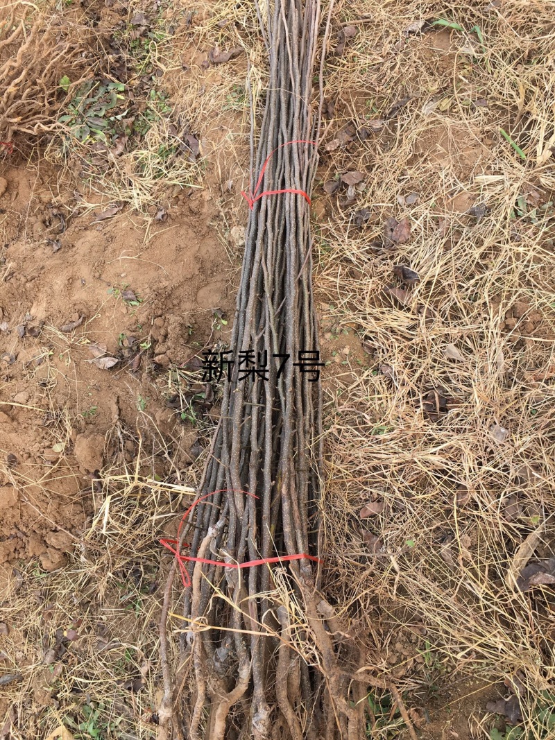 出售大量新梨7号梨苗10万株1万株起批发价实惠