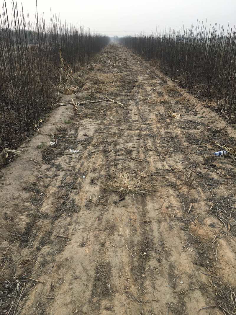 出售大量新梨7号梨苗10万株1万株起批发价实惠