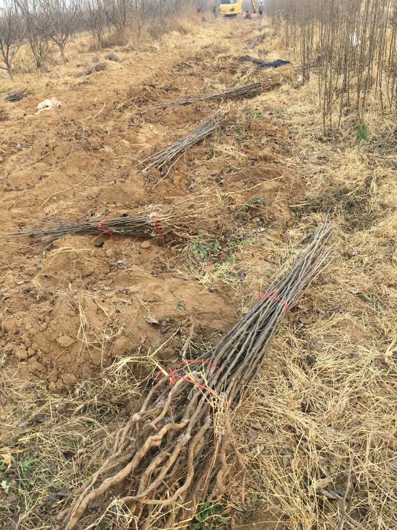 出售大量新梨7号梨苗10万株1万株起批发价实惠