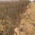 出售大量新梨7号梨苗10万株1万株起批发价实惠