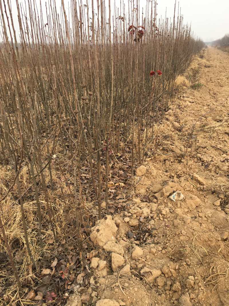 出售大量新梨7号梨苗10万株1万株起批发价实惠