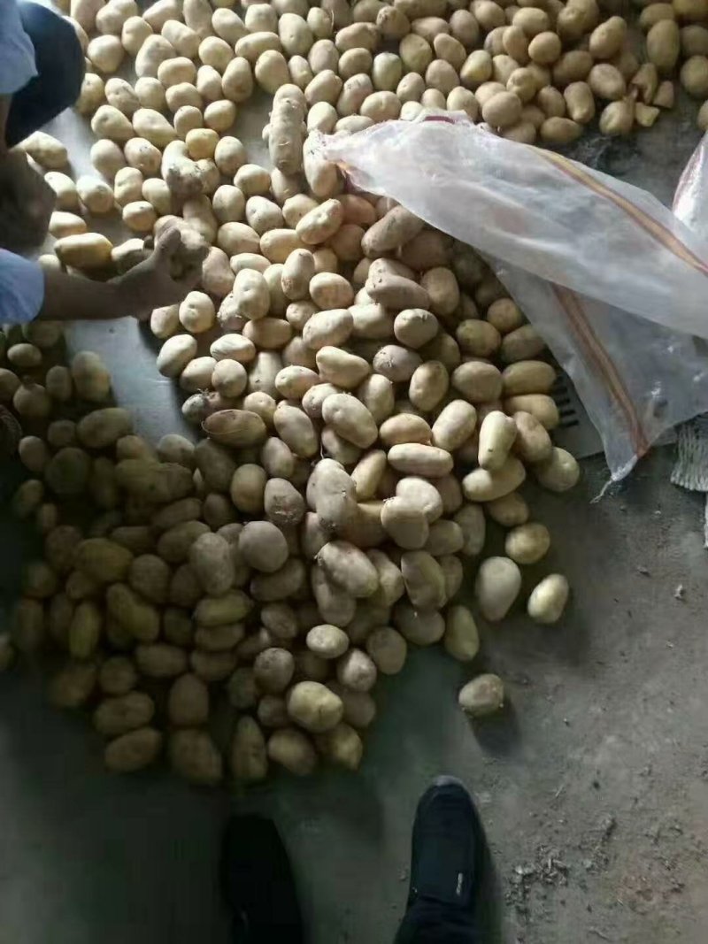 荷兰十五土豆批发价格山东土豆价格平度土豆价格
