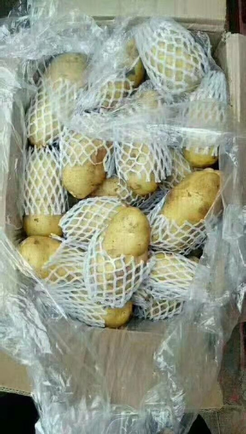 荷兰十五土豆批发价格山东土豆价格平度土豆价格