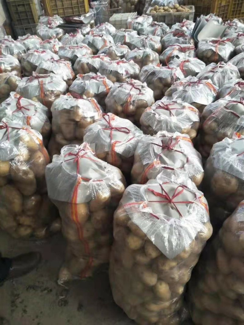 荷兰十五土豆批发价格山东土豆价格平度土豆价格