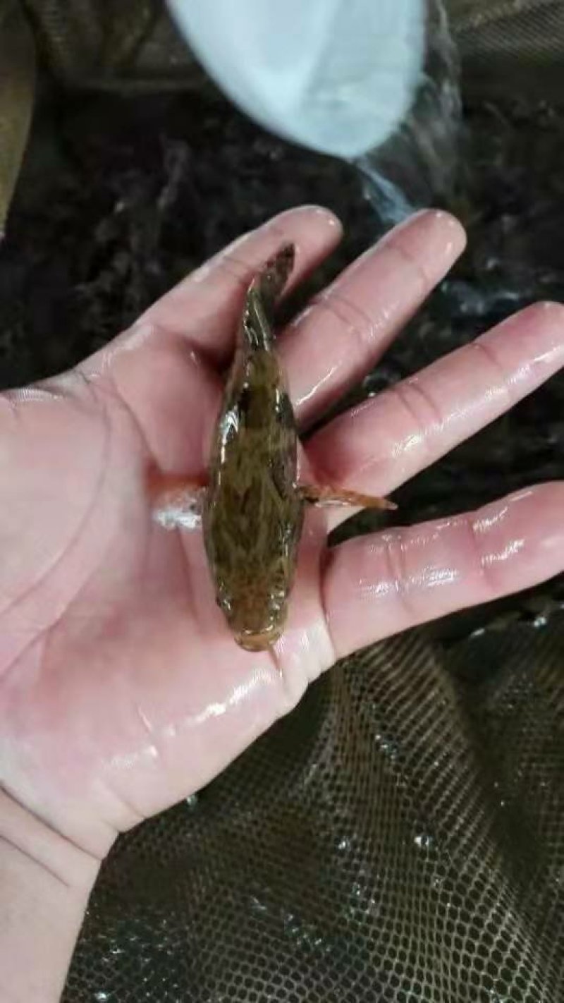 高产笋壳鱼苗十供自孵水花