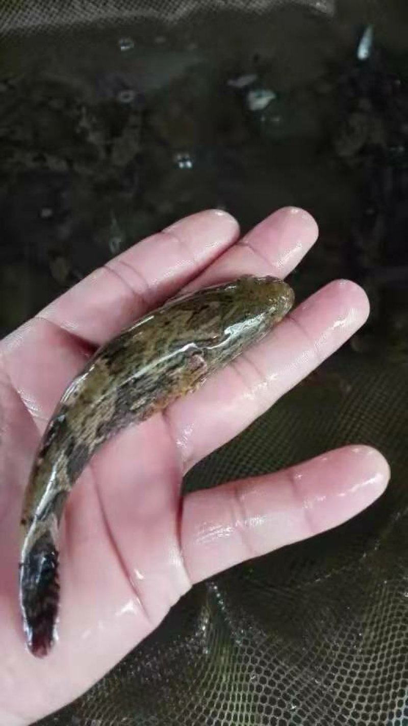 高产笋壳鱼苗十供自孵水花