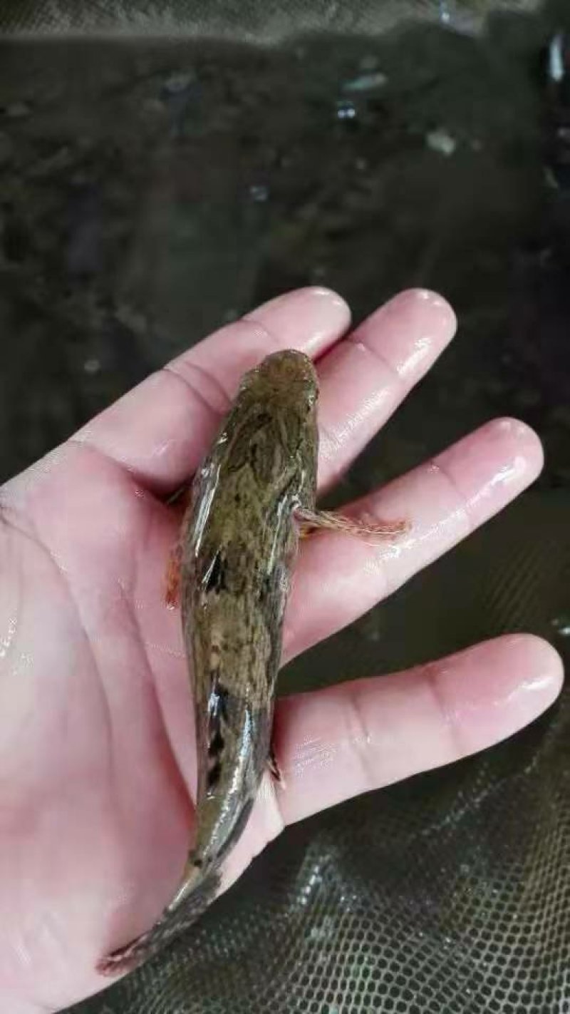 高产笋壳鱼苗十供自孵水花