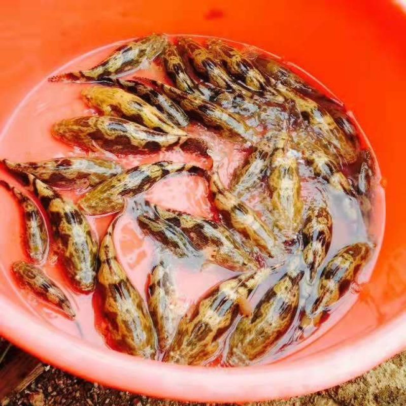 高产笋壳鱼苗十供自孵水花
