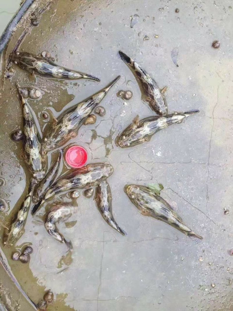 高产笋壳鱼苗十供自孵水花