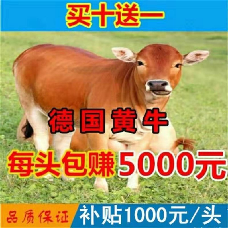 德国黄牛免费送货提供技术品种优良自由挑选