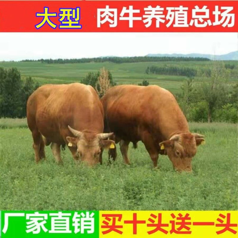 德国黄牛免费送货提供技术品种优良自由挑选