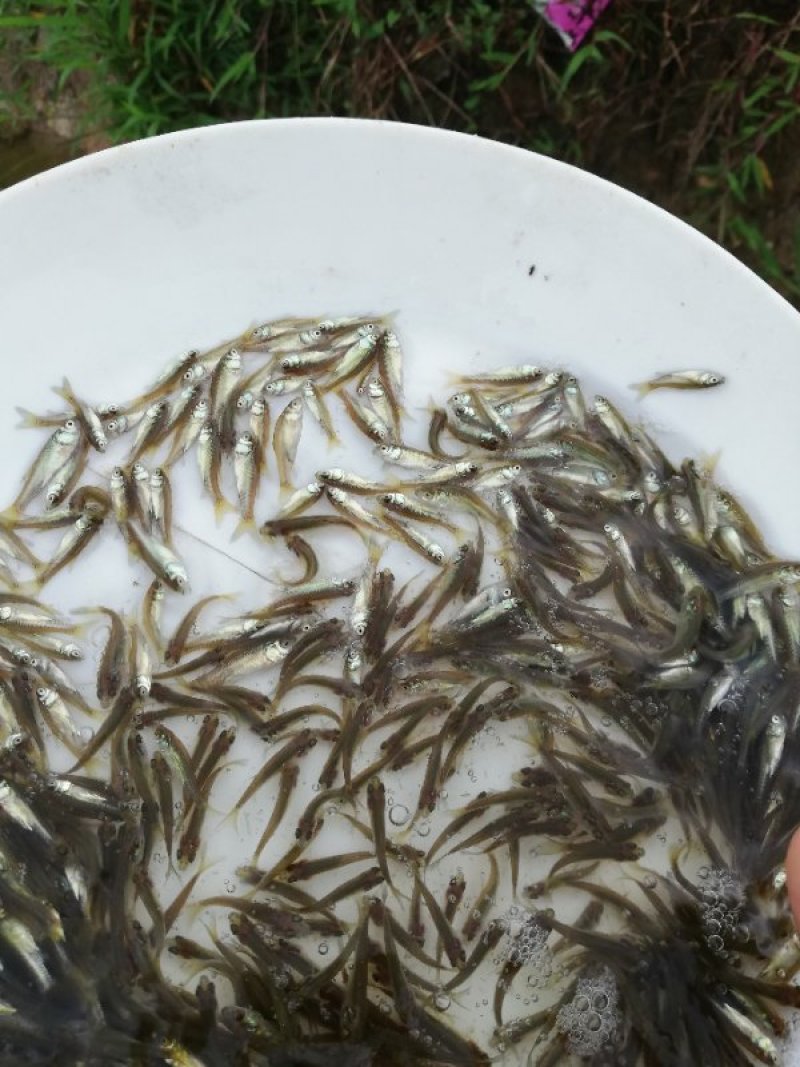 鲮鱼苗/土鲮/麦穗鲮/巴鲷十供自孵水花