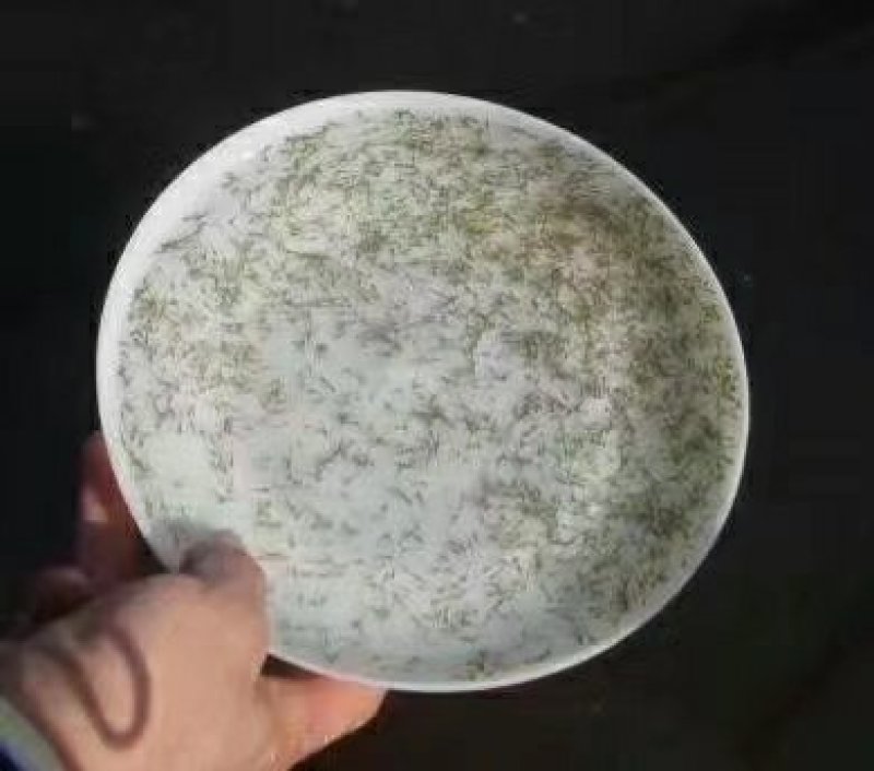 鲮鱼苗/麦穗鲮/土鲮/巴鲷十供自孵水花