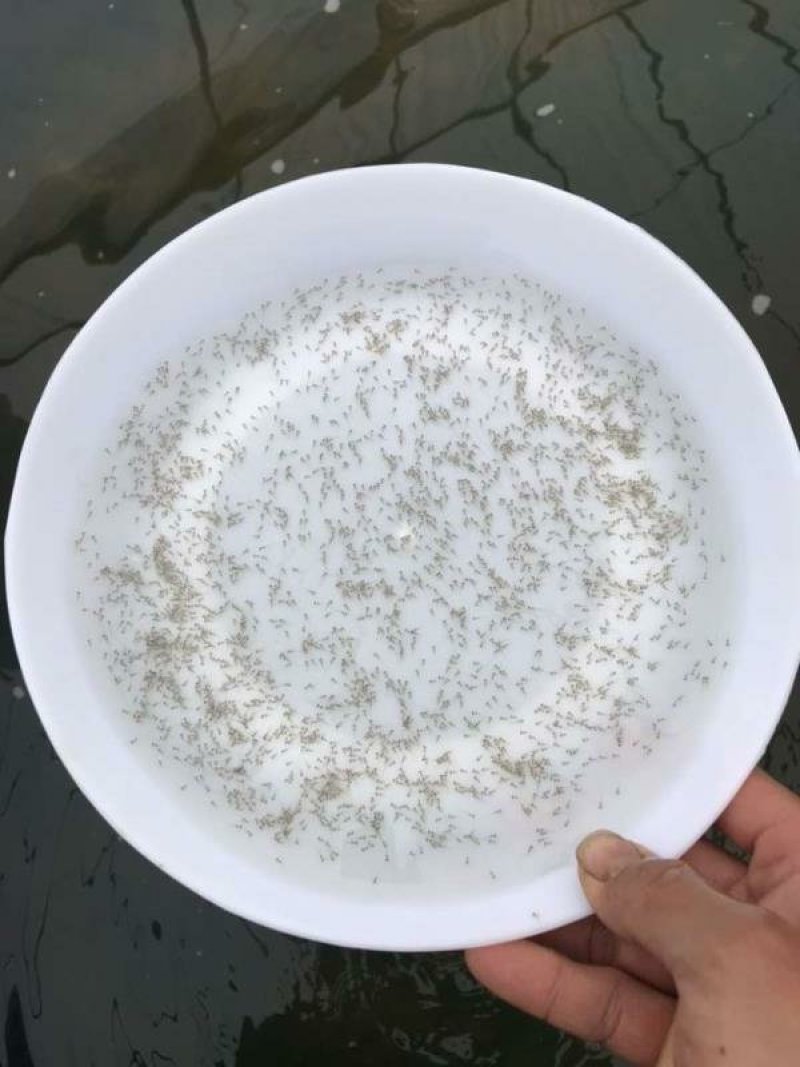 鲮鱼苗/麦穗鲮/土鲮/巴鲷十供自孵水花