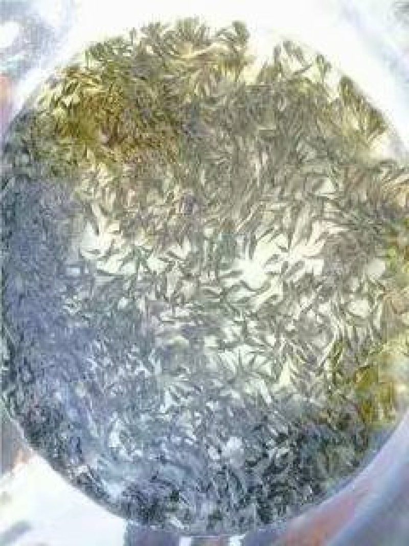鲮鱼苗/麦穗鲮/土鲮/巴鲷十供自孵水花