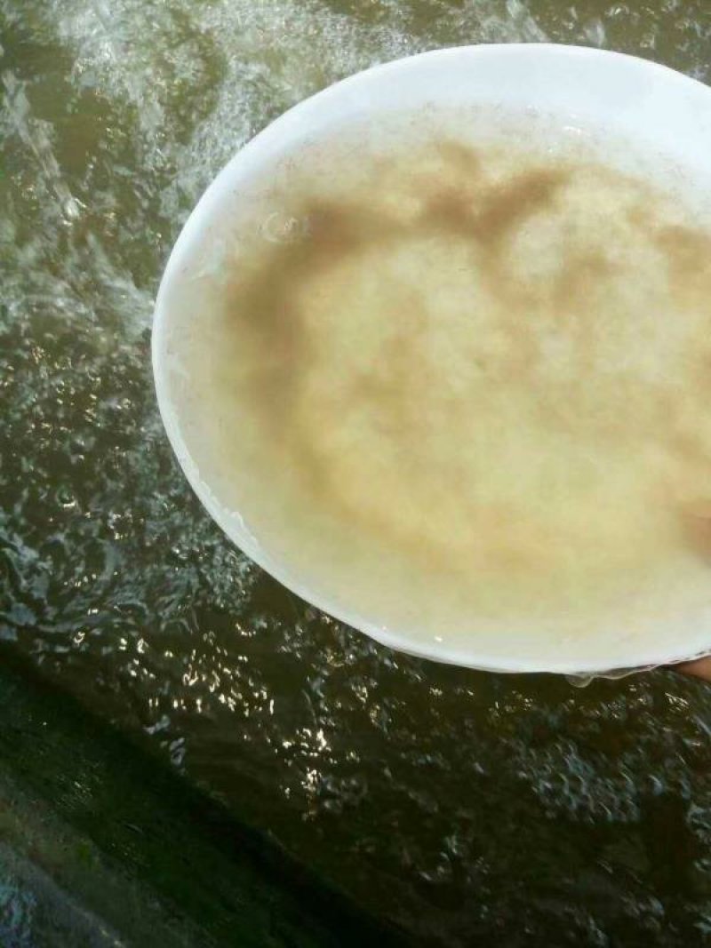 鲮鱼苗/麦穗鲮/土鲮/巴鲷十供自孵水花