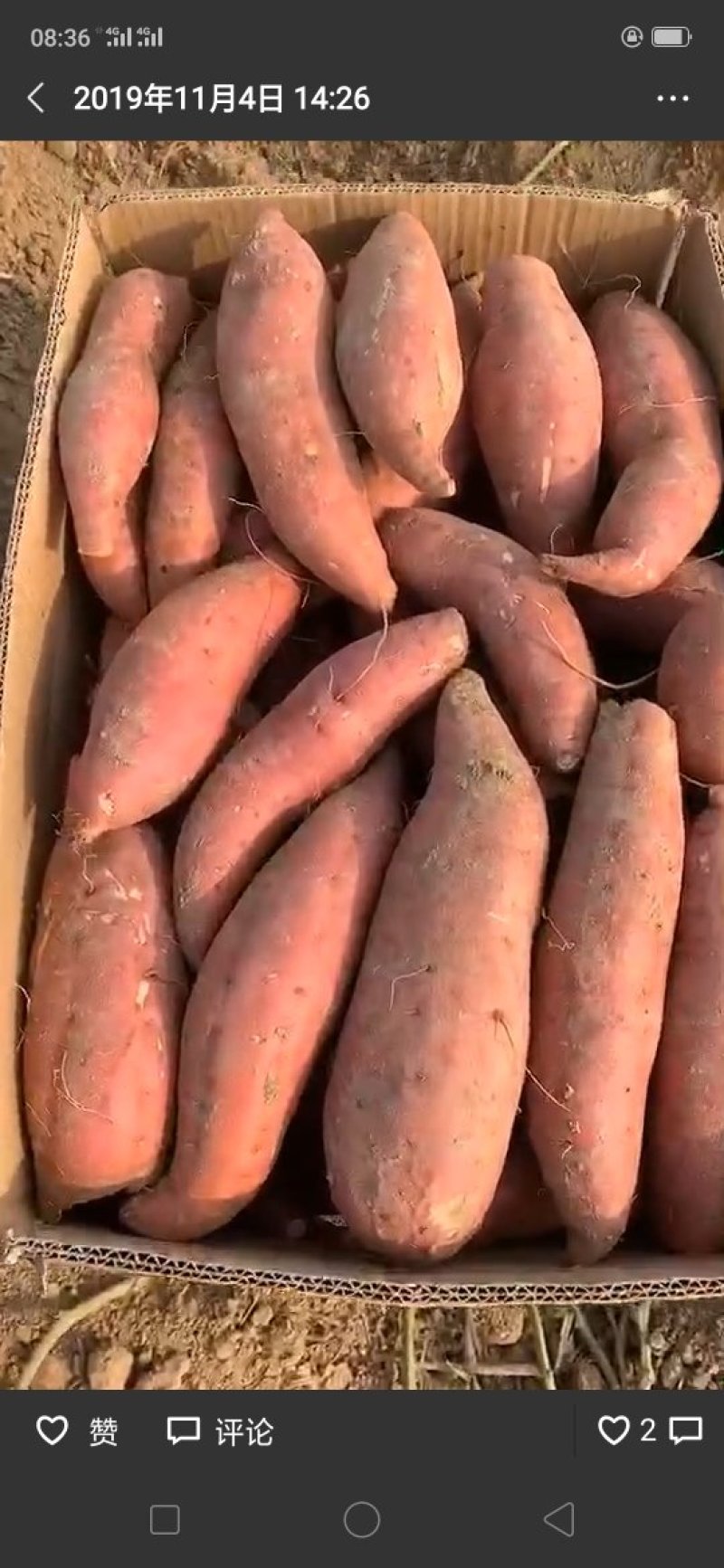 西瓜红支持各种规格各种包装.对接商超.产地直发