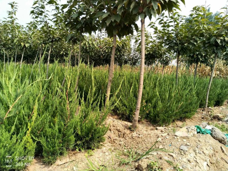 龙柏苗50公分小龙柏工程绿篱专用绿化效果好