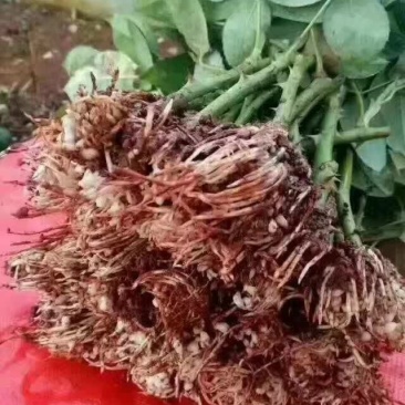【食用玫瑰苗】云南玫瑰种苗食用玫瑰四季开花易成活