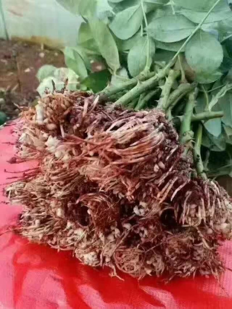 【食用玫瑰苗】云南玫瑰种苗食用玫瑰四季开花易成活