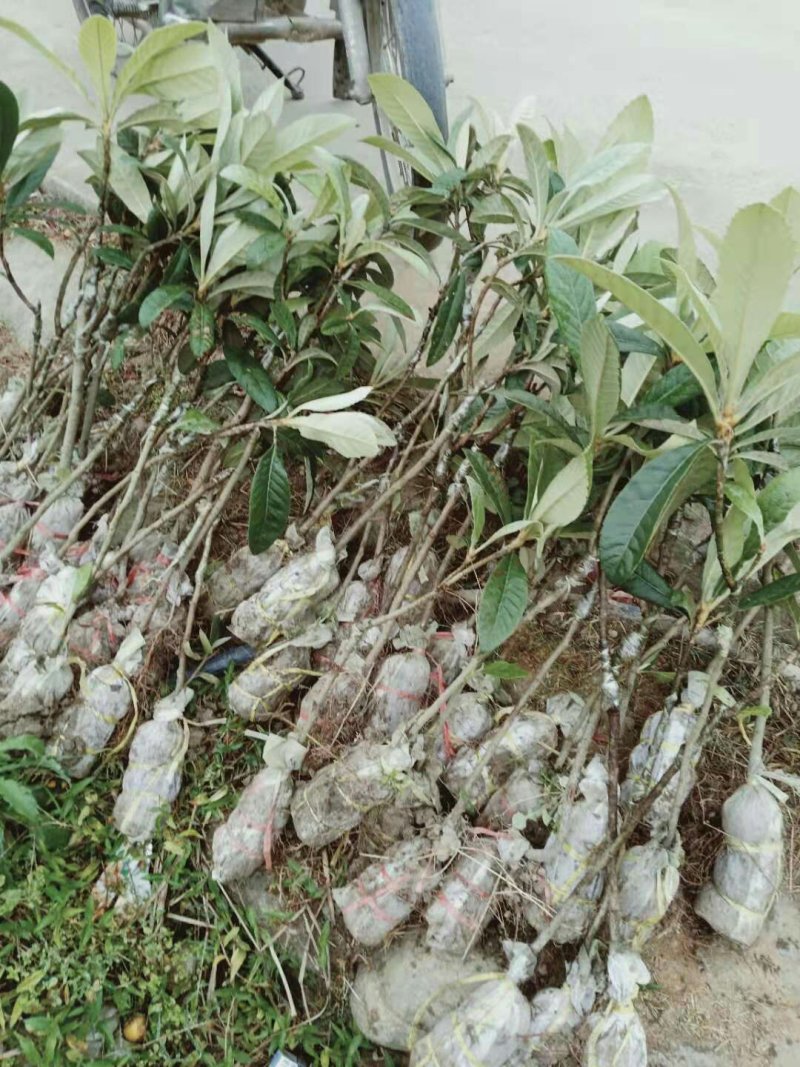 枇杷苗早中六枇杷果苗基地直供包邮包成活带土