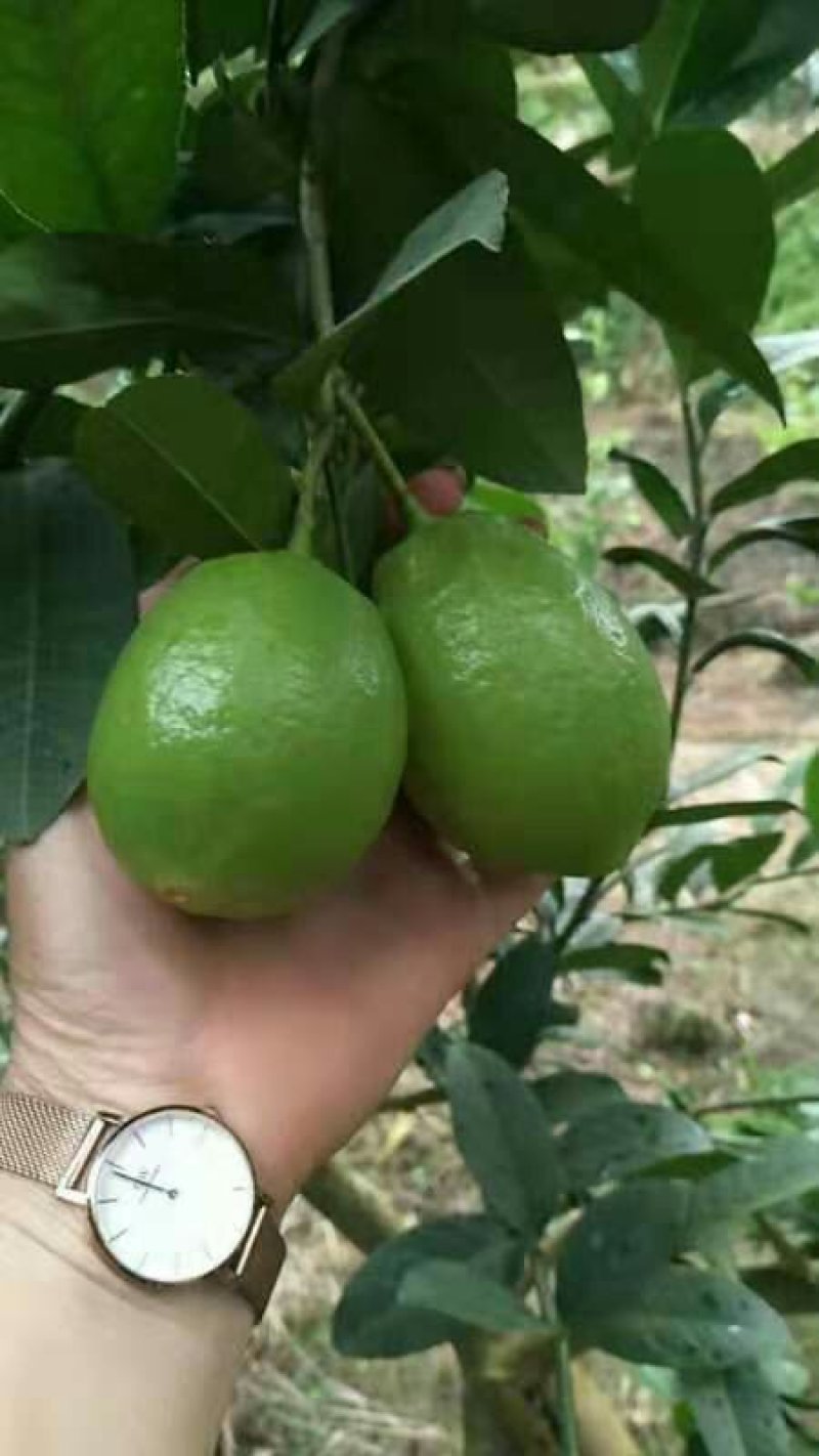 柠檬苗香水柠檬苗青柠檬尤力克柠檬苗四季可种包邮