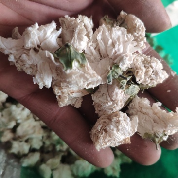 木槿花货好量大批发加零售不满意可以退换货
