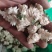 木槿花货好量大批发加零售不满意可以退换货