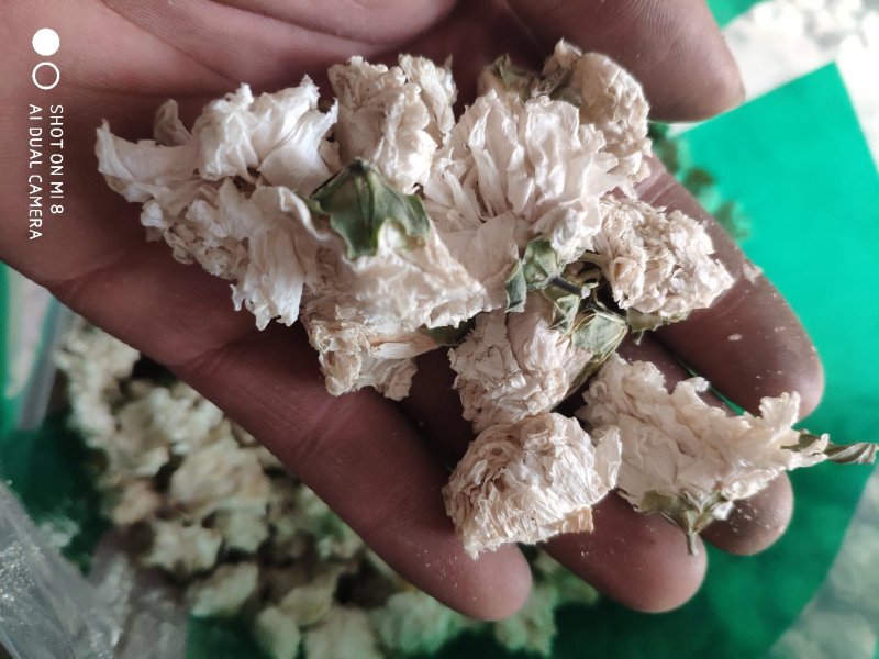 木槿花货好量大批发加零售不满意可以退换货