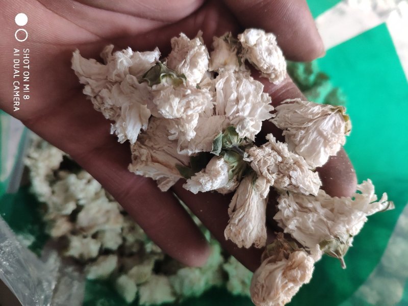 木槿花货好量大批发加零售不满意可以退换货