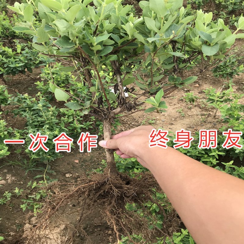 懒汉金银花苗药用金银花苗四季金银花苗