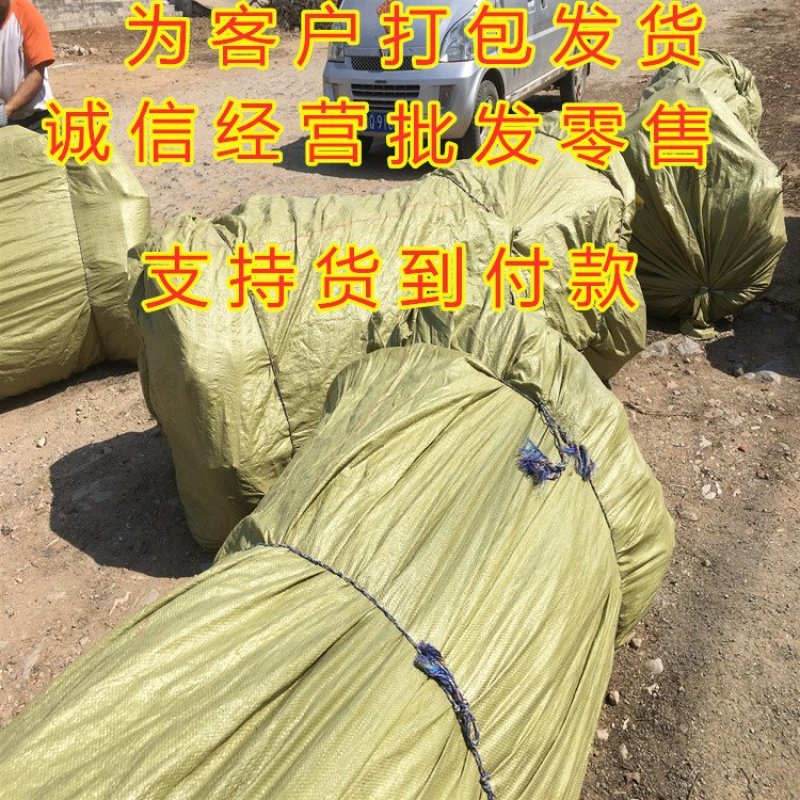懒汉金银花苗药用金银花苗四季金银花苗