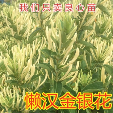 懒汉金银花苗药用金银花苗四季金银花苗