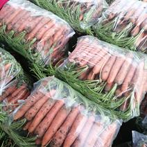 三红胡萝卜带叶光头支持各种包装品质保证货源充足