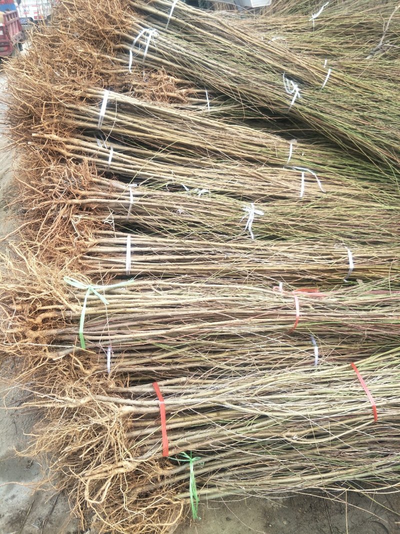 桃树苗毛桃苗桃树原生苗一手货源无偿提供技术
