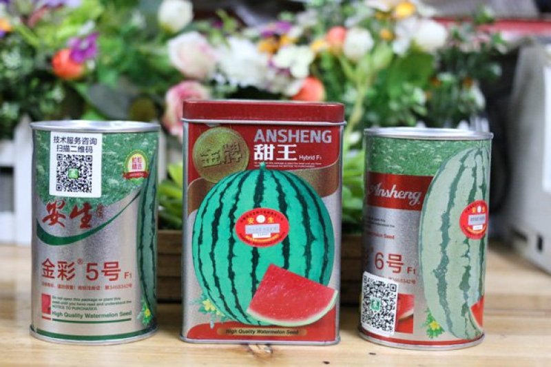 安生金彩6号特大硒砂瓜西瓜种子特耐旱抗重茬原装正品