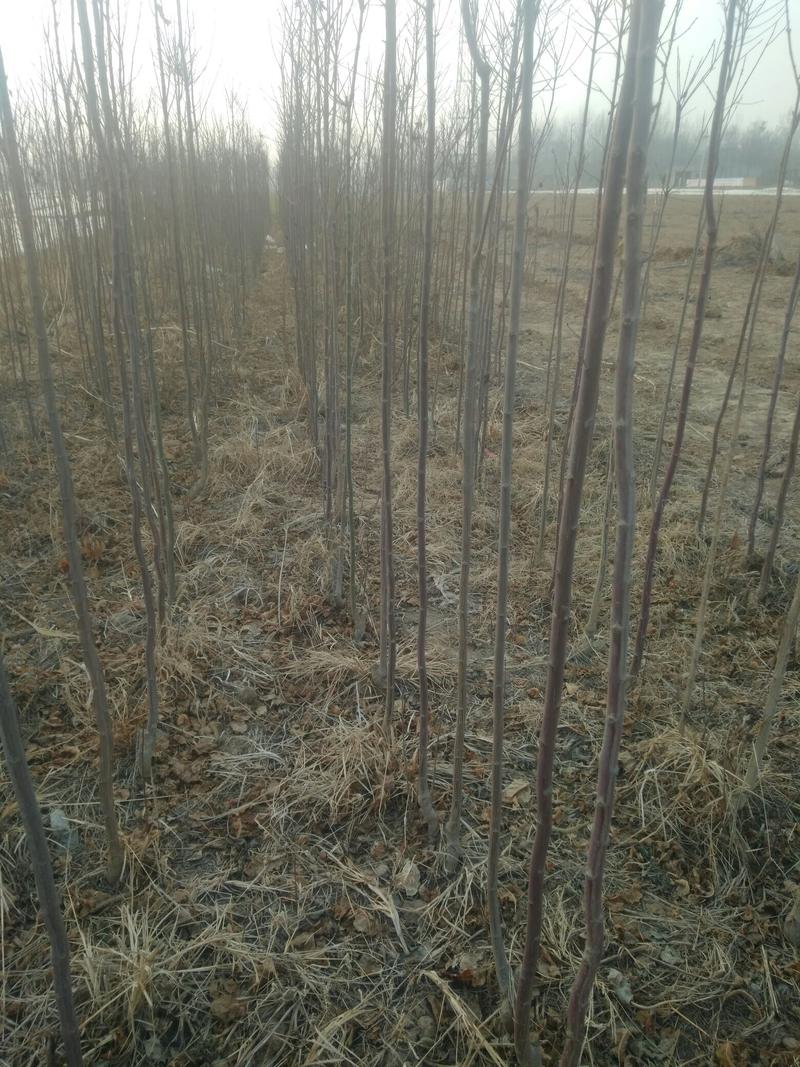 丝棉木小苗地径1公分至1.3公分高度80公分以上