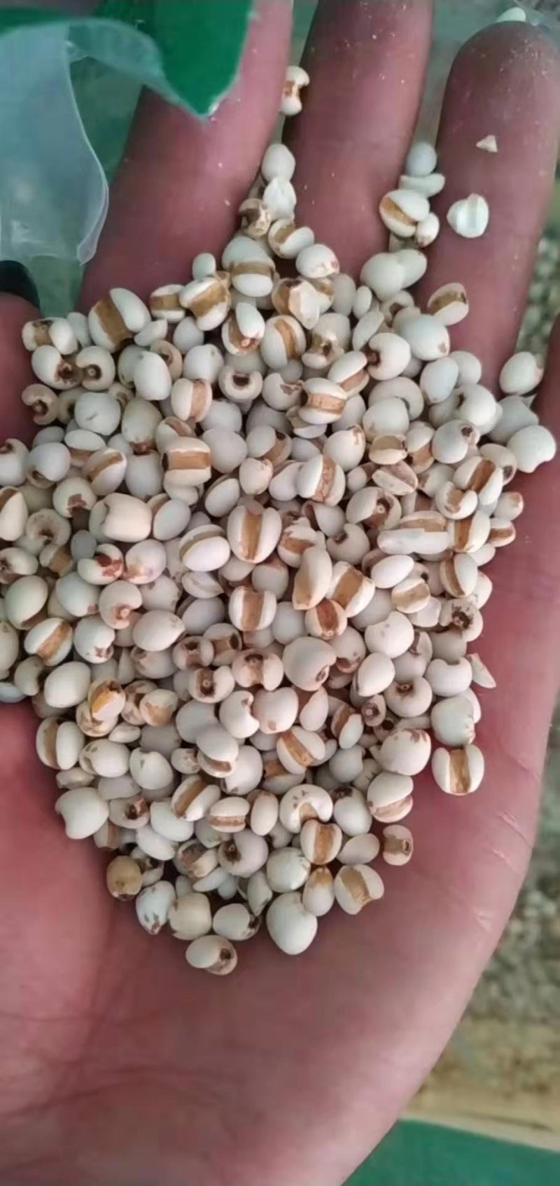 厂家直锁大薏米，优质大薏米无碎米厂家直销