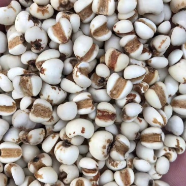 厂家直锁大薏米，优质大薏米无碎米厂家直销