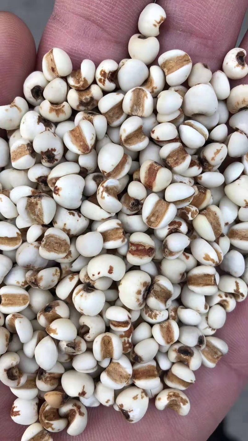 厂家直锁大薏米，优质大薏米无碎米厂家直销