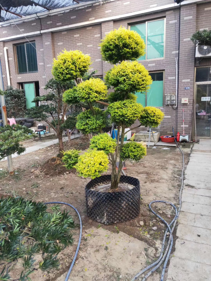 亮晶女贞、柠檬之光，亮晶女贞造型树看货出价亮晶球棒棒糖