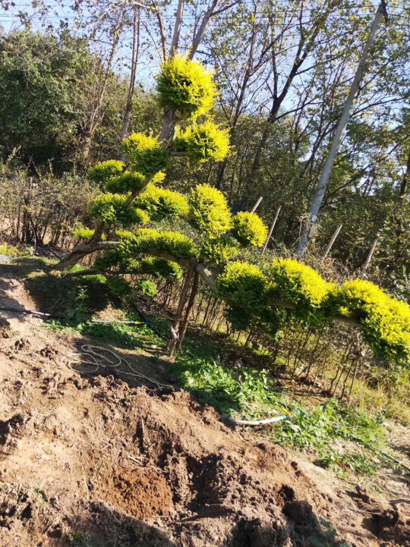 亮晶女贞、柠檬之光，亮晶女贞造型树看货出价亮晶球棒棒糖