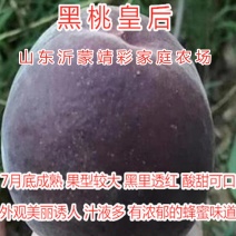 黑桃树苗黑桃皇后桃树苗品种桃树苗南北方种植桃树苗大桃红桃