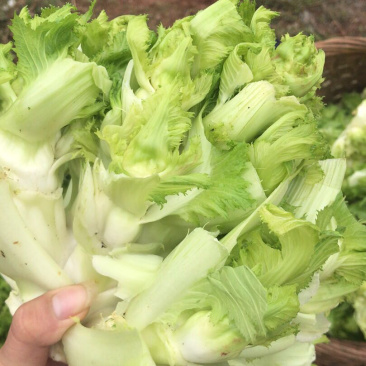 儿菜