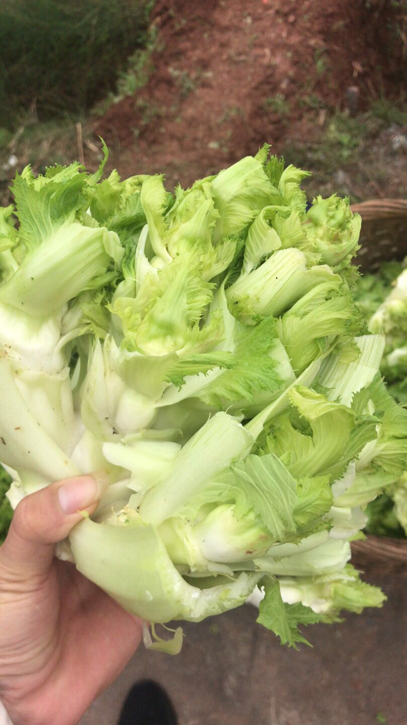 儿菜
