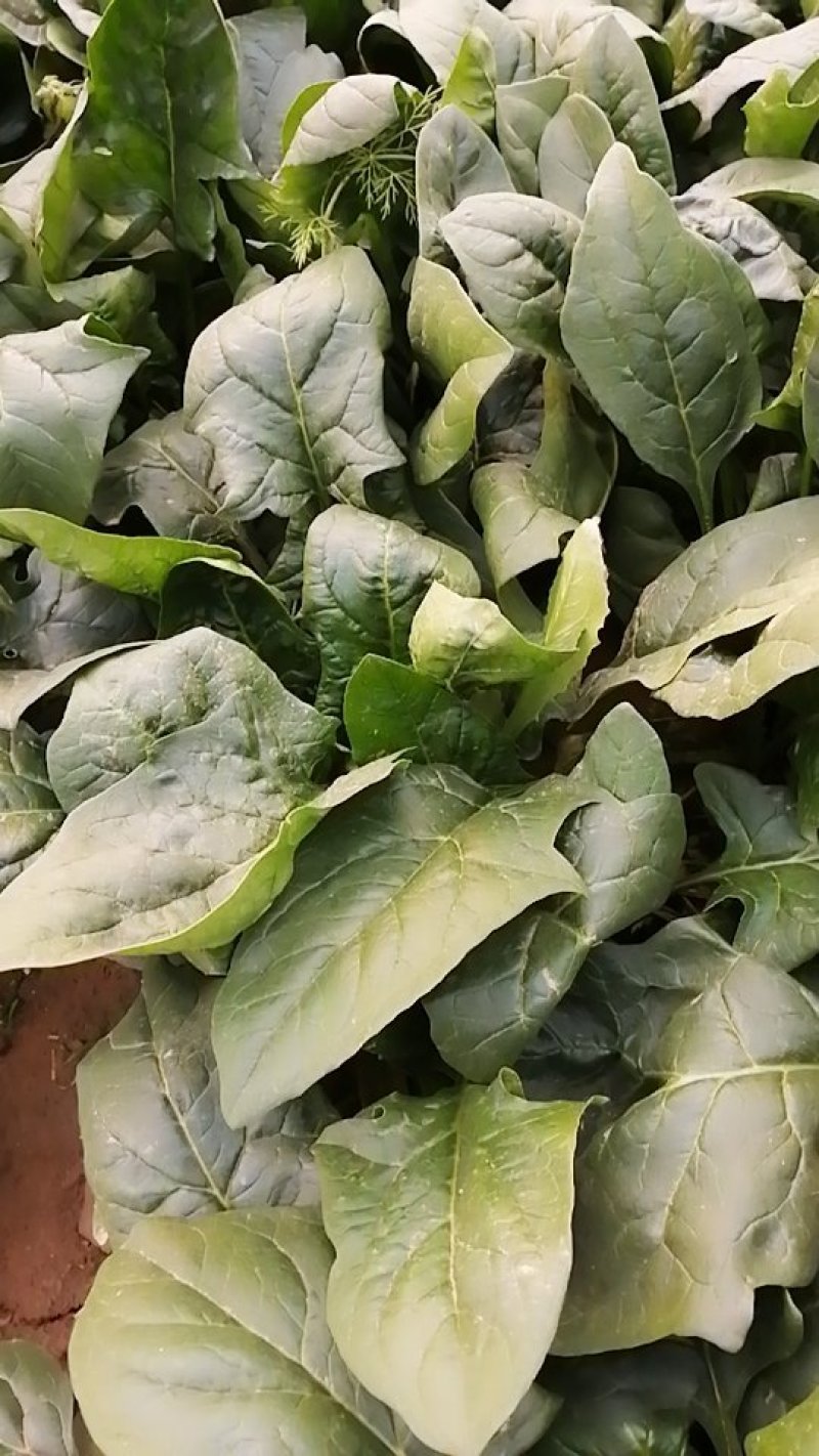 菠菜