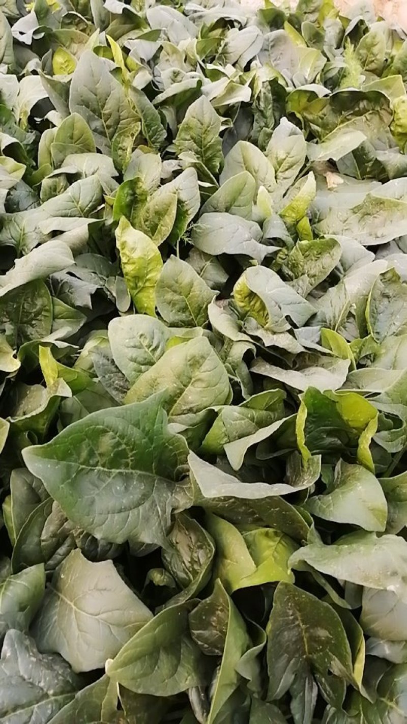 菠菜