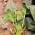 菠菜