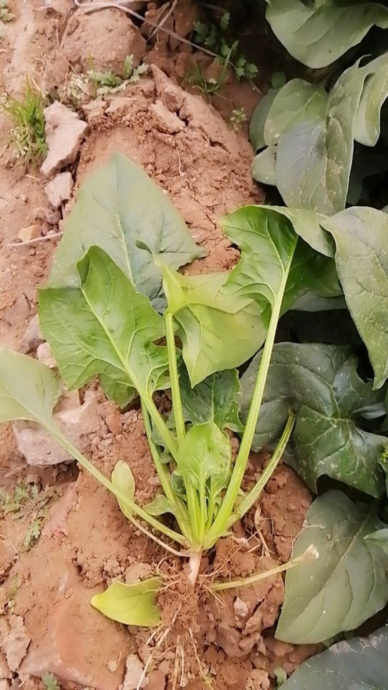 菠菜
